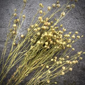 Selected Rye Ears, 1000 pcs/pack, Natural Dried Flowers for Decor and Floristry