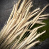 Selected Wheat Ears, 10000 pcs/pack, Natural Dried Flowers for Decor and Floristry