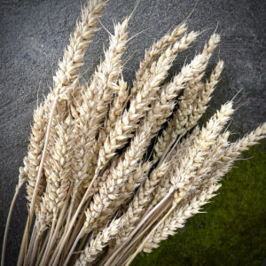 Selected Oat Ears, 100 pcs/pack, Natural Dried Flowers for Decor and Floristry