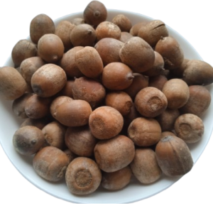 5 кг Жолудь червоний плоди сушені quercus rubra